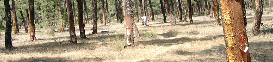 Seminario para la mejora de producción de resina en Pinus pinaster Aiton